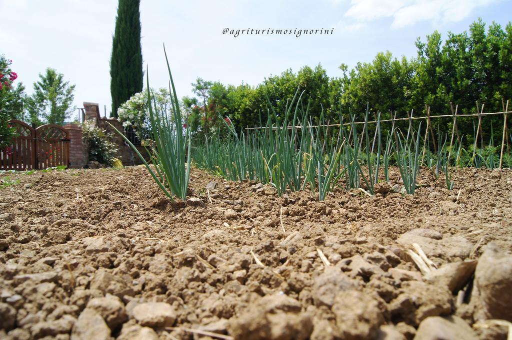 Agriturismo Signorini Orciatico Экстерьер фото