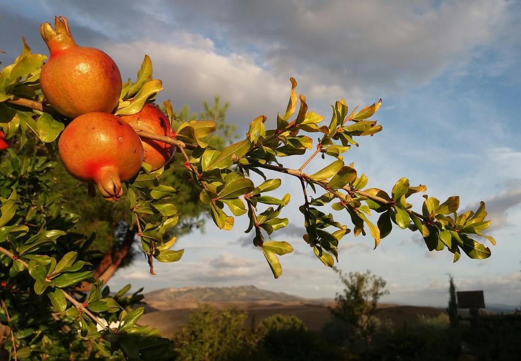 Agriturismo Signorini Orciatico Экстерьер фото
